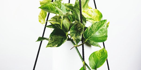 球员进球后激情庆祝瞬间 - 世界豪强巅峰对决的精彩时刻